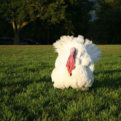 Fully grown Wisconsin white turkey for sale