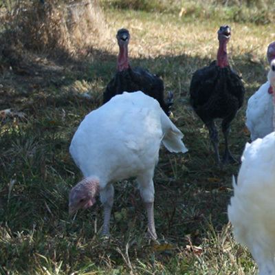 What free range natural turkeys eat