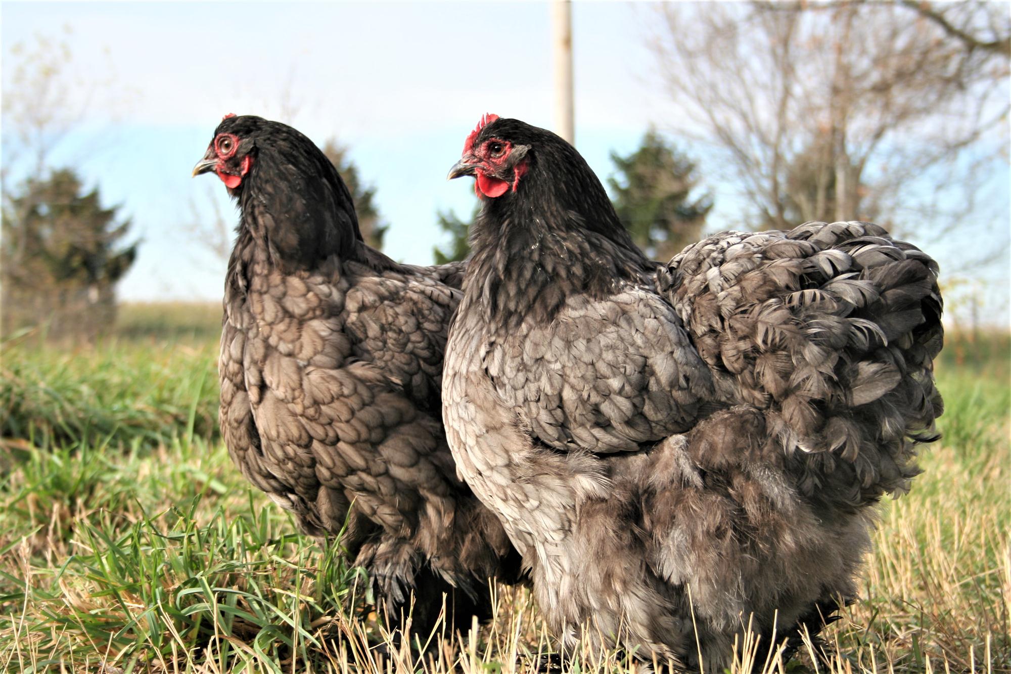 Standard Cochin Chickens for Sale