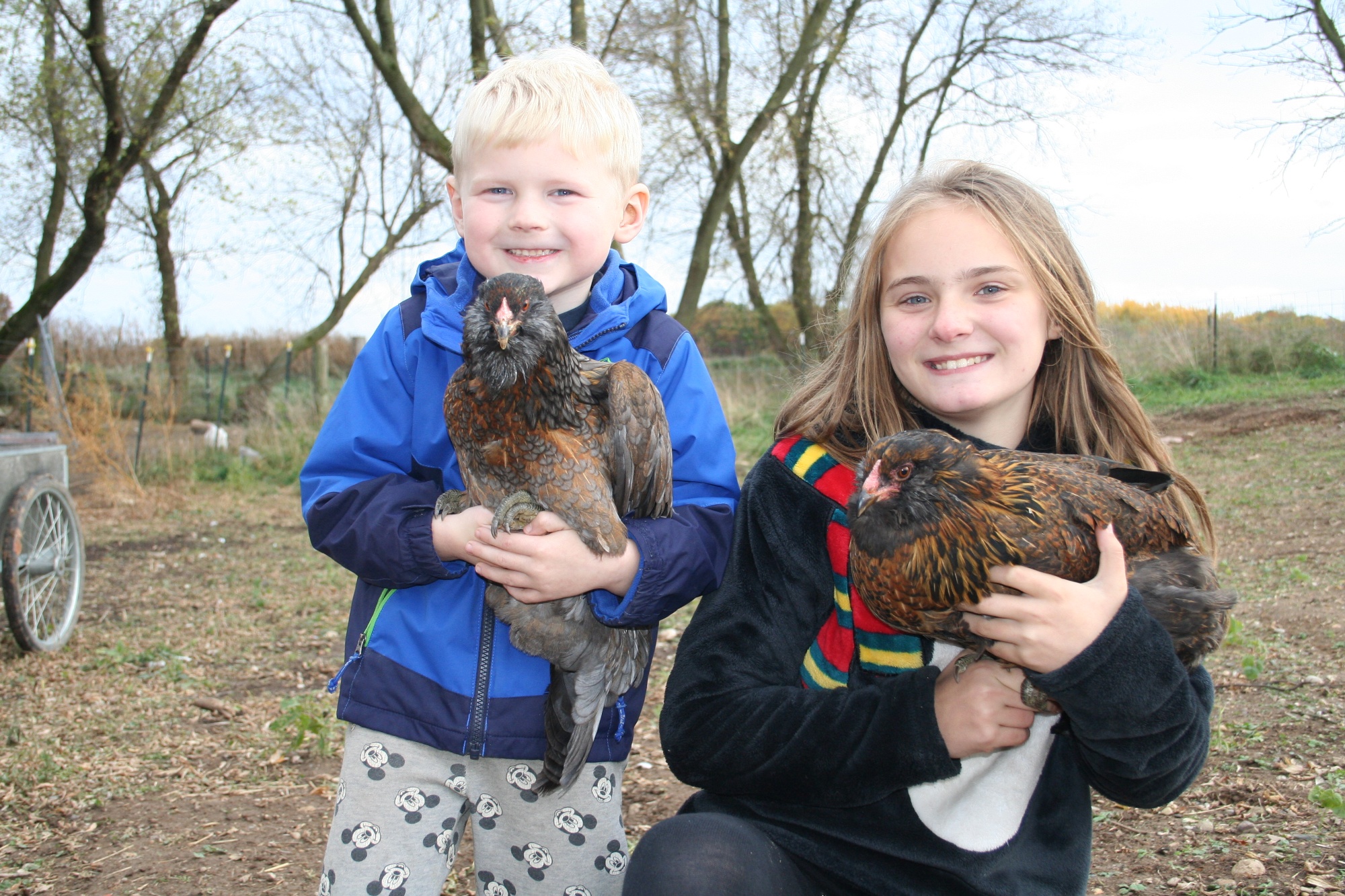 Ameraucana Easter egger chickens for sale