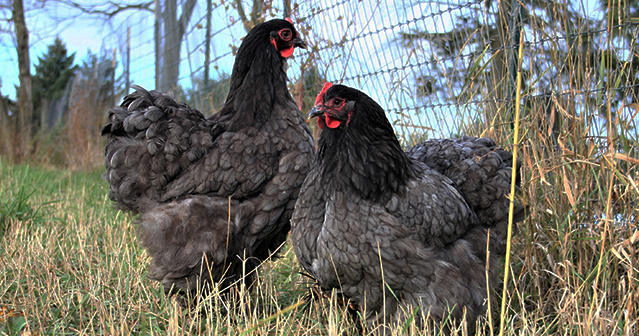 Exhibition Quality Standard Cochin Chickens for Sale from Old Glory Farm in Elkhorn WI