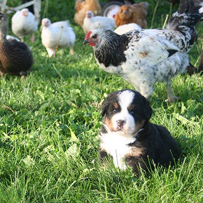 Do chickens and dogs get along