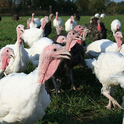 Free range Wisconsin turkey field