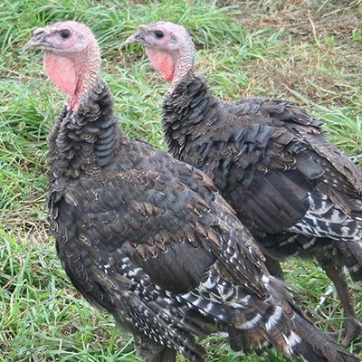 Young award winning bronze turkeys