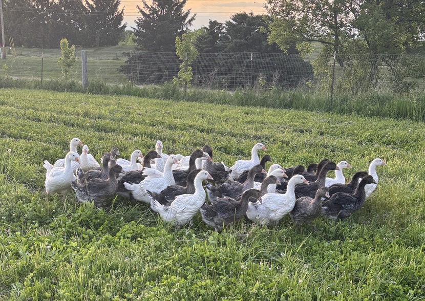 Christmas Geese in field Christmas Geese in field