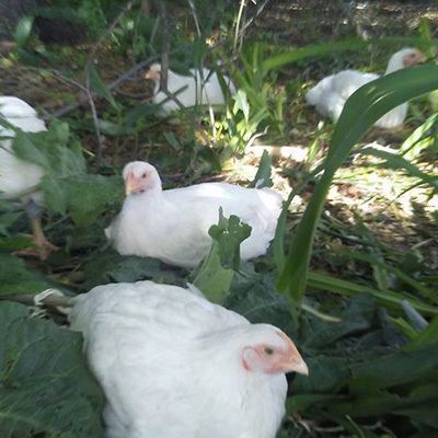 meat chickens in tall grass meat chickens in tall grass