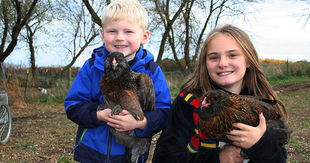 Ameraucana Easter Egger Pullets for sale