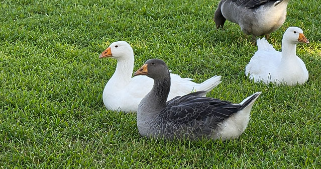 Christmas Geese for sale