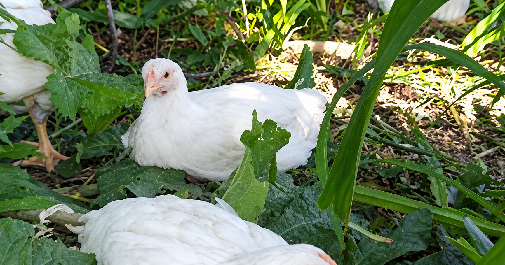 Meat chickens for sale from Old Glory Farm in Elkhorn, Wisconsin