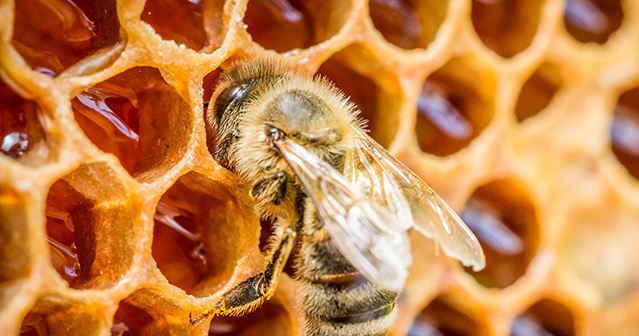Pure local Elkhorn Wisconsin Raw Honey